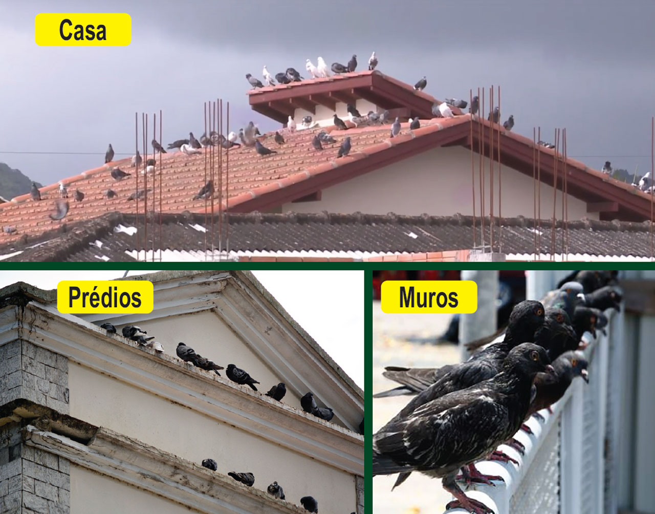 Repelente para aves intrusas