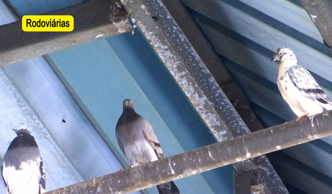 Repelente para aves intrusas